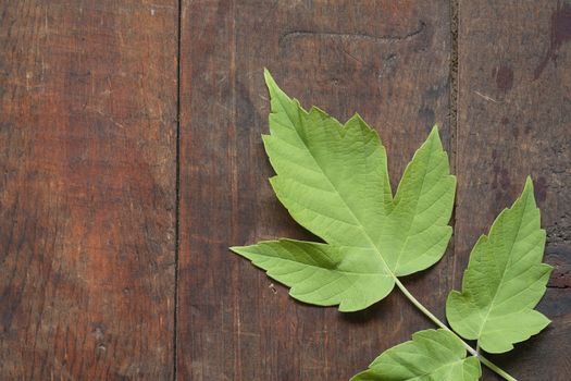 Nice green leaves lying on dark wooden background with copy space