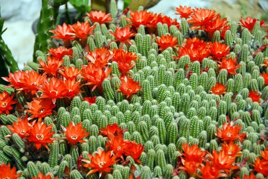 blooming flowers of Red Torch Cactus, Echinopsis huascha