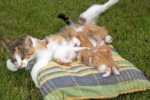 Beautiful pets, young cute cats