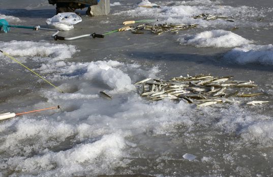  catch of fish in Japanese sea in winter