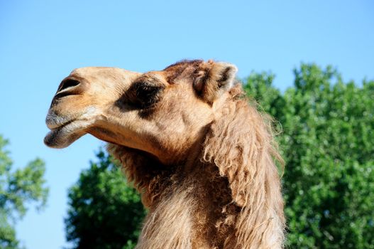 a camel raises his head high up to the sky on a sunny day