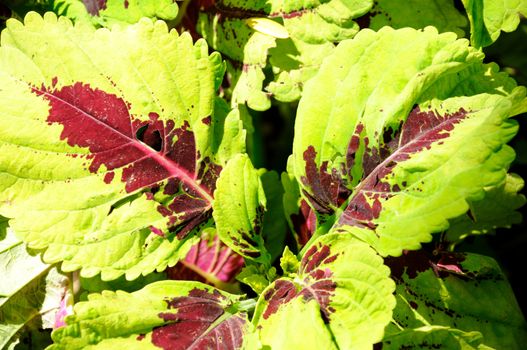 abstract plant background bright and colorful