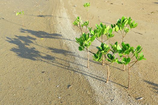 mangrove