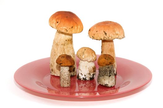 mushrooms on a red plate on a white background