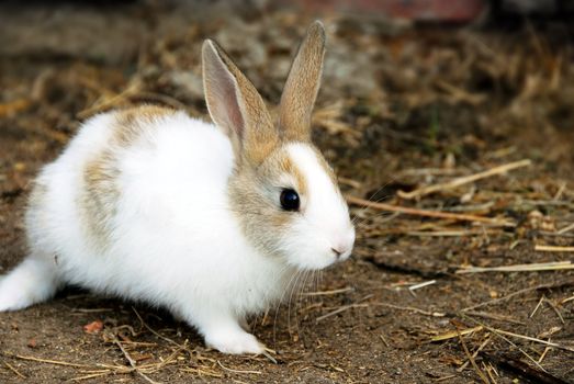 one adorable young white bunny rabbit outdoors