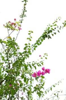 flower in spring time