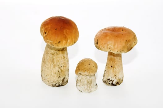 Three white fungus on a white background