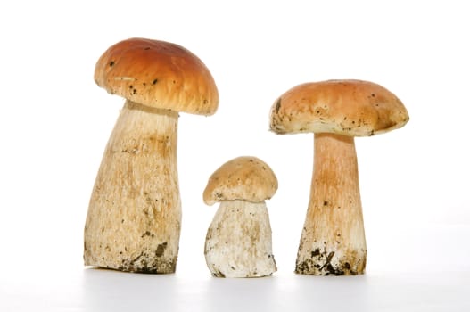 Three white fungus on a white background