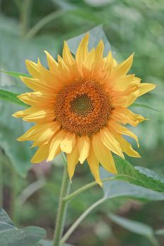 Sunflower  (Helianthus annuus) on the green natural floral background