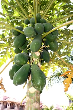 Bunches of papaya fruit on a tree, in a garden.