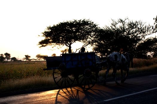 A bullock-cart trodding down a highway at sunset time, in India.