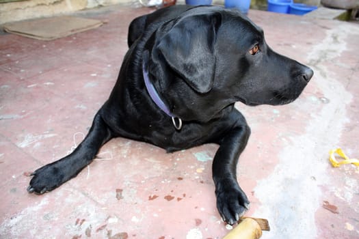 An alert labrador dog watching out for any intruders.