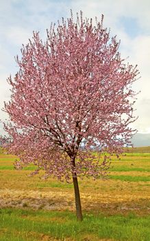 Peach tree full of pink flowers, in the country
