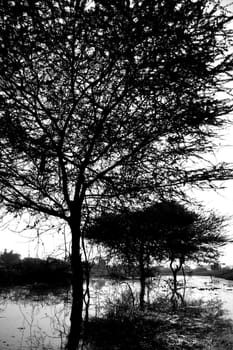 A black & white image of dry trees dead in the tropical marshes.