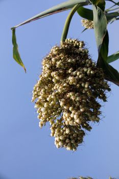 A sorghum maize in a field.