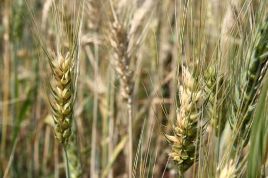 A background with a closeup view of wheat maize in a field.