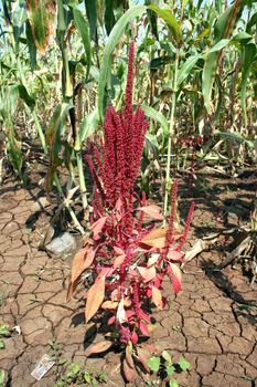 A red plant of Amaranth grains growing in between a soghrum field.