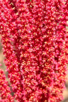 A closeup view of amaranth grains on a plant.