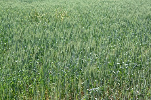 A background of lush green wheat field.
