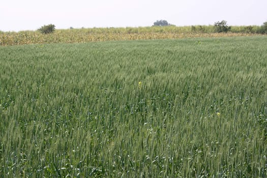 A huge field with wheat plantation.