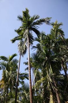 A plantation of beetlenut trees in the Indian tropics.