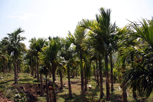 A plantation of beetlenut trees in the Indian tropics.