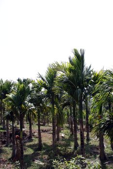 A plantation of palms / coconut trees, in the Indian tropics.