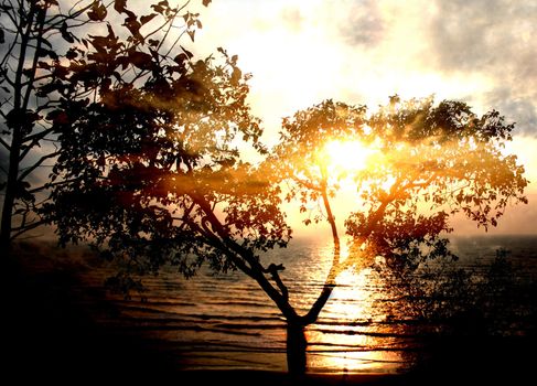 A beautiful golden sunset on the backdrop of a tree.