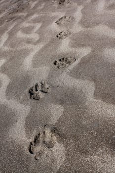 Pugmarks of an animal in the beach sand.