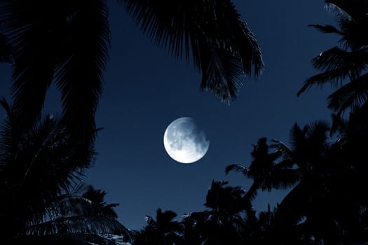 A background with a full moon on a dark night in the tropics, higlighting tree leaves in its blue light.