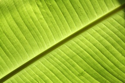 A background with the textured design of a banana leaf.