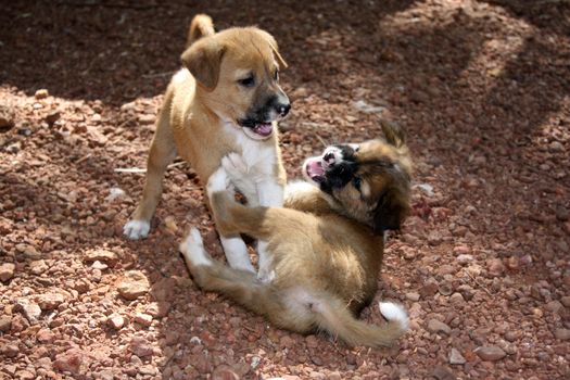 Cute dog puppies playfully fighting with each other.
