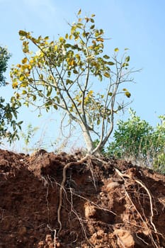 A view of a tree right from its roots structure in the earth, to its outer structure growing tall towards the sky. This image depicts not just the botanical growth of a tree, but generally shows the structure of life.
