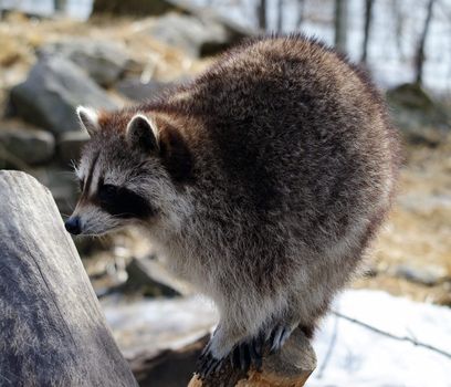 Close-up picture of a raccoon standing on a tree