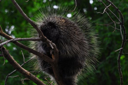 Close-up portrait of a big porcupine in a tree