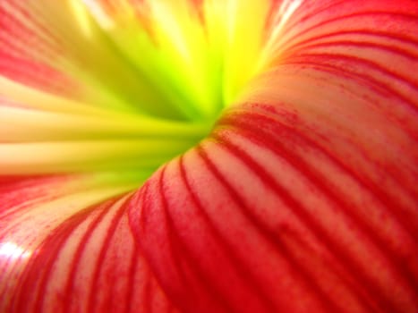 A background with a macro view of the design on a red flower petal.