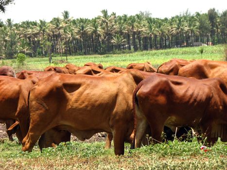 A view of brown cows (cattle) grazing in the fields of the Indian tropics.