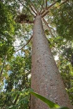 Rai n Forest near Kuranda Village, Queensland, Australia