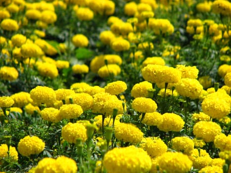 A background of bright yellow marigold flowers.