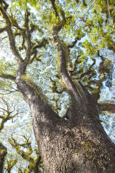 Textures of Bearded Mossman Trees in Queensland, Australia