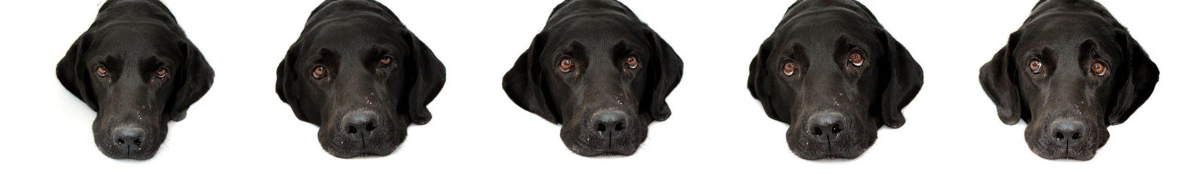 Various portraits with various expressions of a sad black labrador dog, isolated on white background.