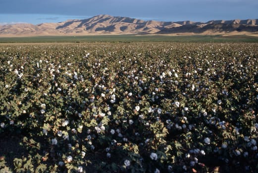 Cotton Field, California