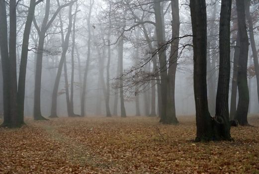 Fog in forest