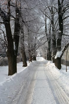 Snowy Road