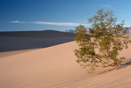 Mesquite Tree in Sand Dunes, Death Valley, California