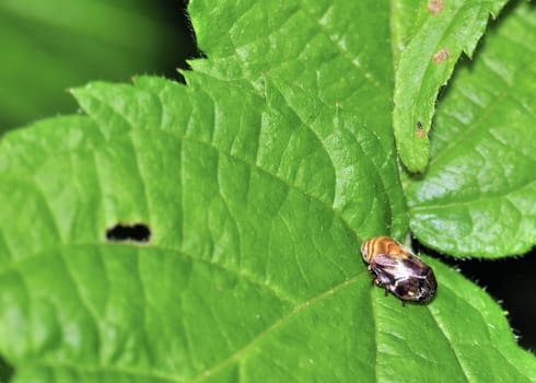 A tree hopper perched on a plant leaf.