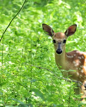 A whitetail deer fawn standing in a thicket.