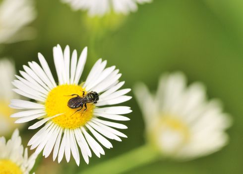 A carpenter bee collecting pollen perched on a flower.