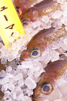 fish for sell in japan fish market