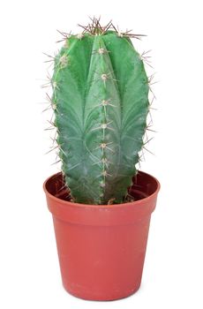 A small cactus in a pot is isolated on a white background
